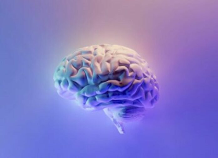 Human Brain